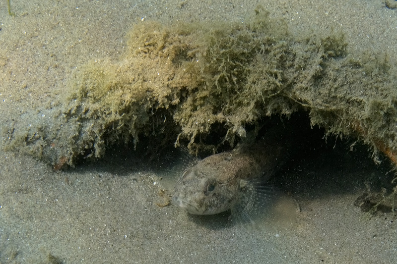 G, geniporus, oppure...?(Gobius niger)